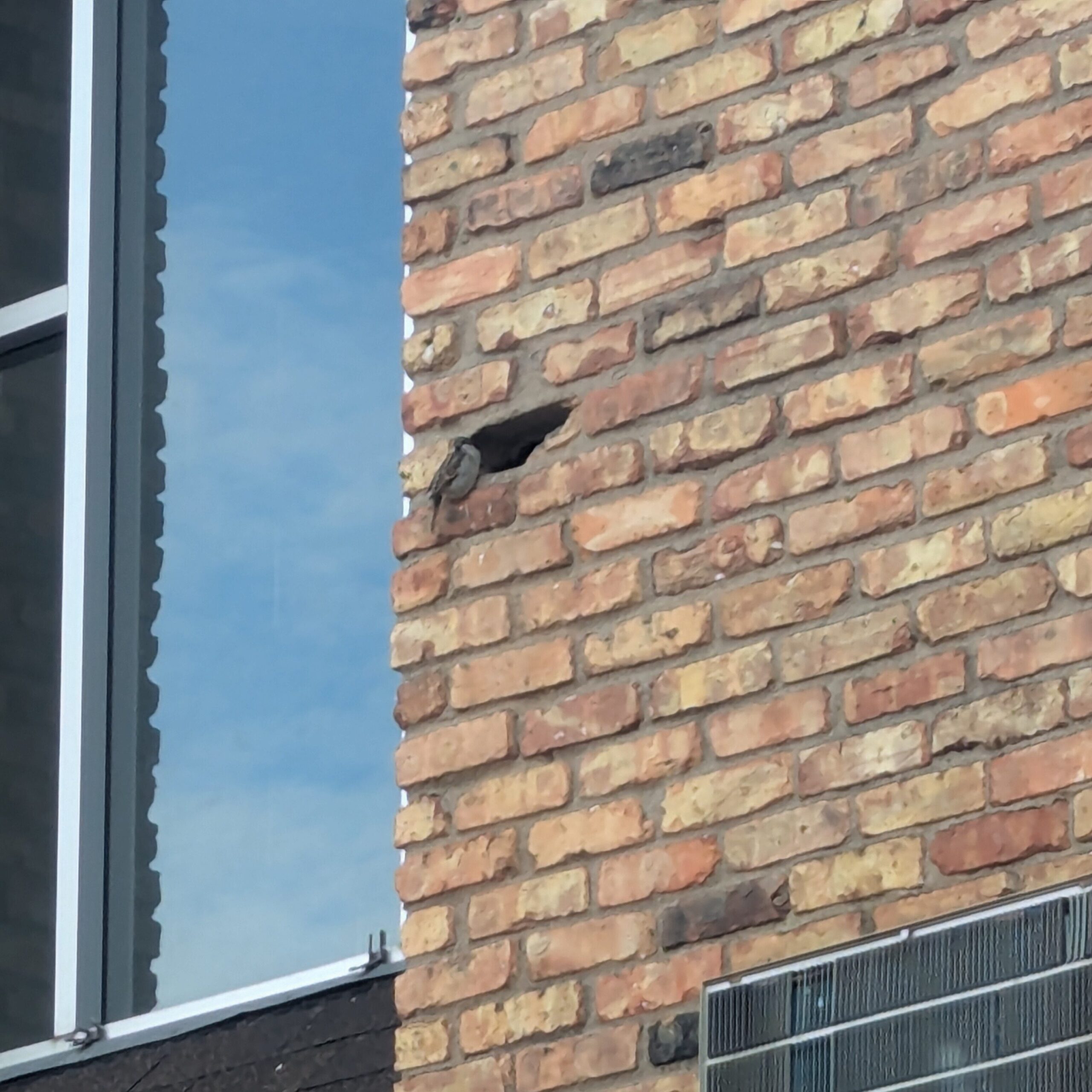 Bird with in nest in a brick wall where one of the bricks is missing