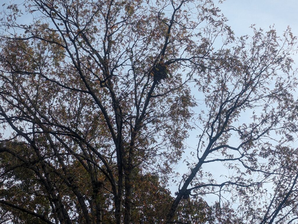 Trees in autumn with multiple, visible squirrel nests