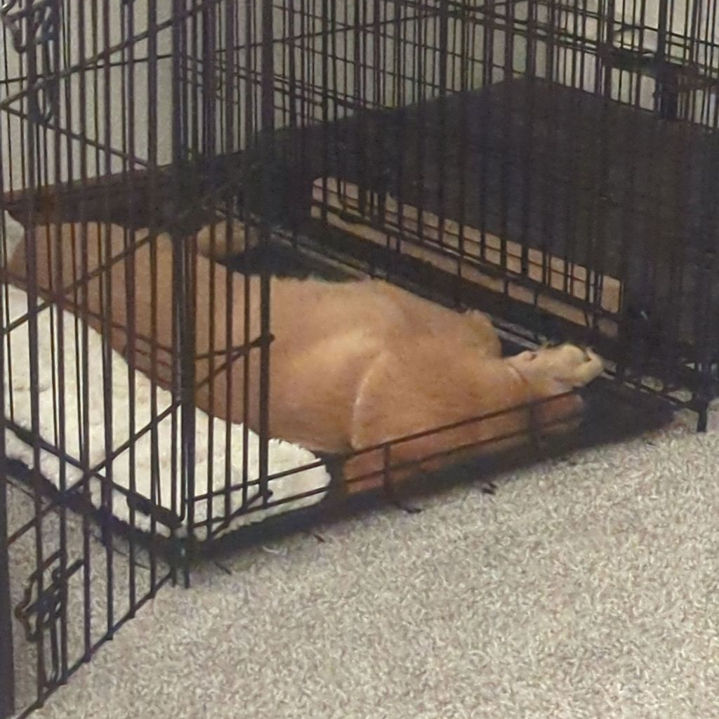 Puppy sleeping in a crate with the door open